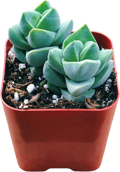 Succulents Plants Live 2inch Live Mini Succulent Plants, Easy Care House Plants Rooted in Succulent