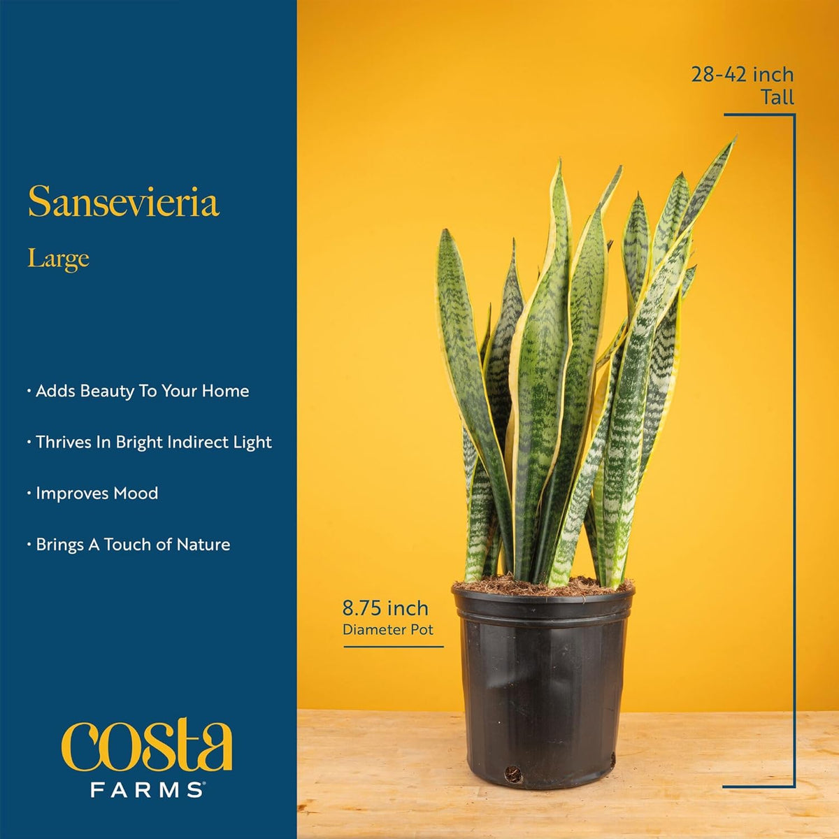 Costa Farms Live Snake Plant, Sansevieria, Easy Care House Plant in Modern Decor Pot, Houseplant in