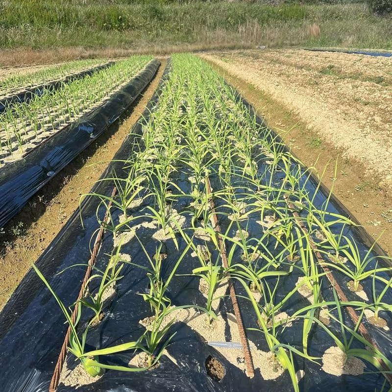 1 Pound Garlic for Planting in Fall Hard Neck, 8-10 White Garlic Bulbs for Planting, Fresh and High