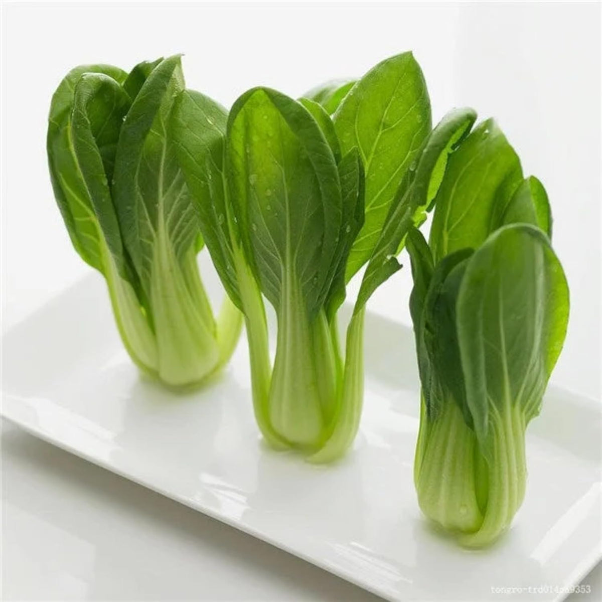 All Year Round Organic Chinese Cabbage Seeds, 1000pcs, Non-GMO, High 95% Germination, Perfect for