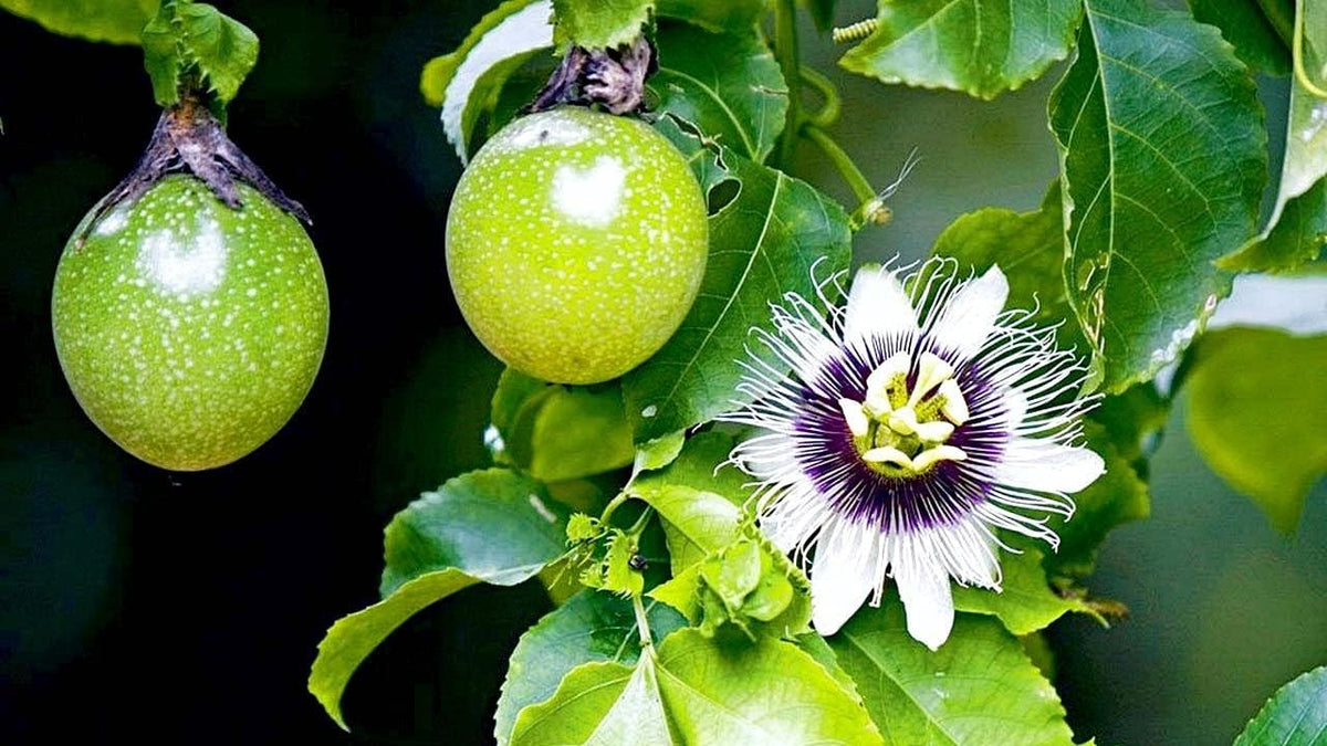 GARDENERA Premium Passion Fruit Potting Soil Mix - Perfect Balance of Nutrients, Drainage, and