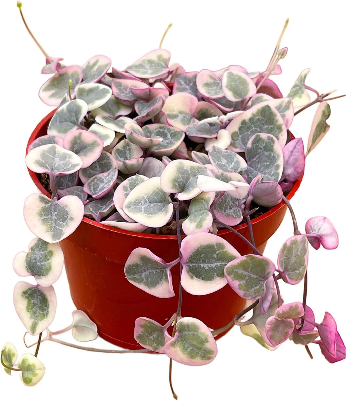 Succulents Plants Live 2inch Live Mini Succulent Plants, Easy Care House Plants Rooted in Succulent