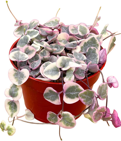 Succulents Plants Live 2inch Live Mini Succulent Plants, Easy Care House Plants Rooted in Succulent
