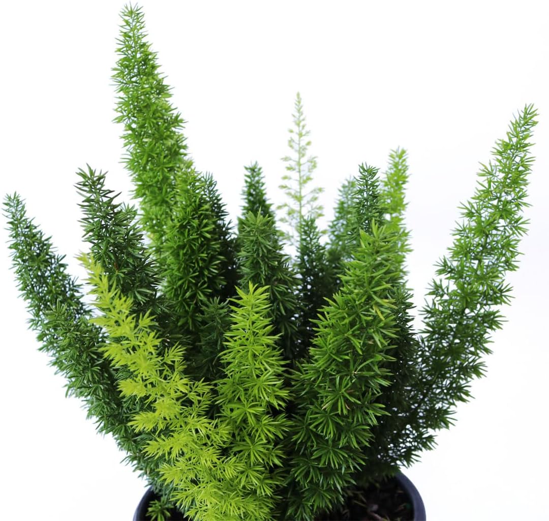 American Plant Exchange Foxtail Fern – 6-Inch Pot – Live Easy Care Tropical Plant with Arching