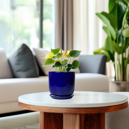 Succulent Pot 5 Inch - Modern Ceramic Planter for Indoor Plants with Drainage Hole and Saucer