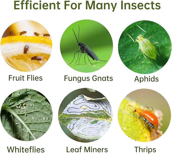 48 Pack Fruit Fly Traps for Indoors Plants Fungus Gnat Killer Trap Outdoor, Sticky Fly Catcher for