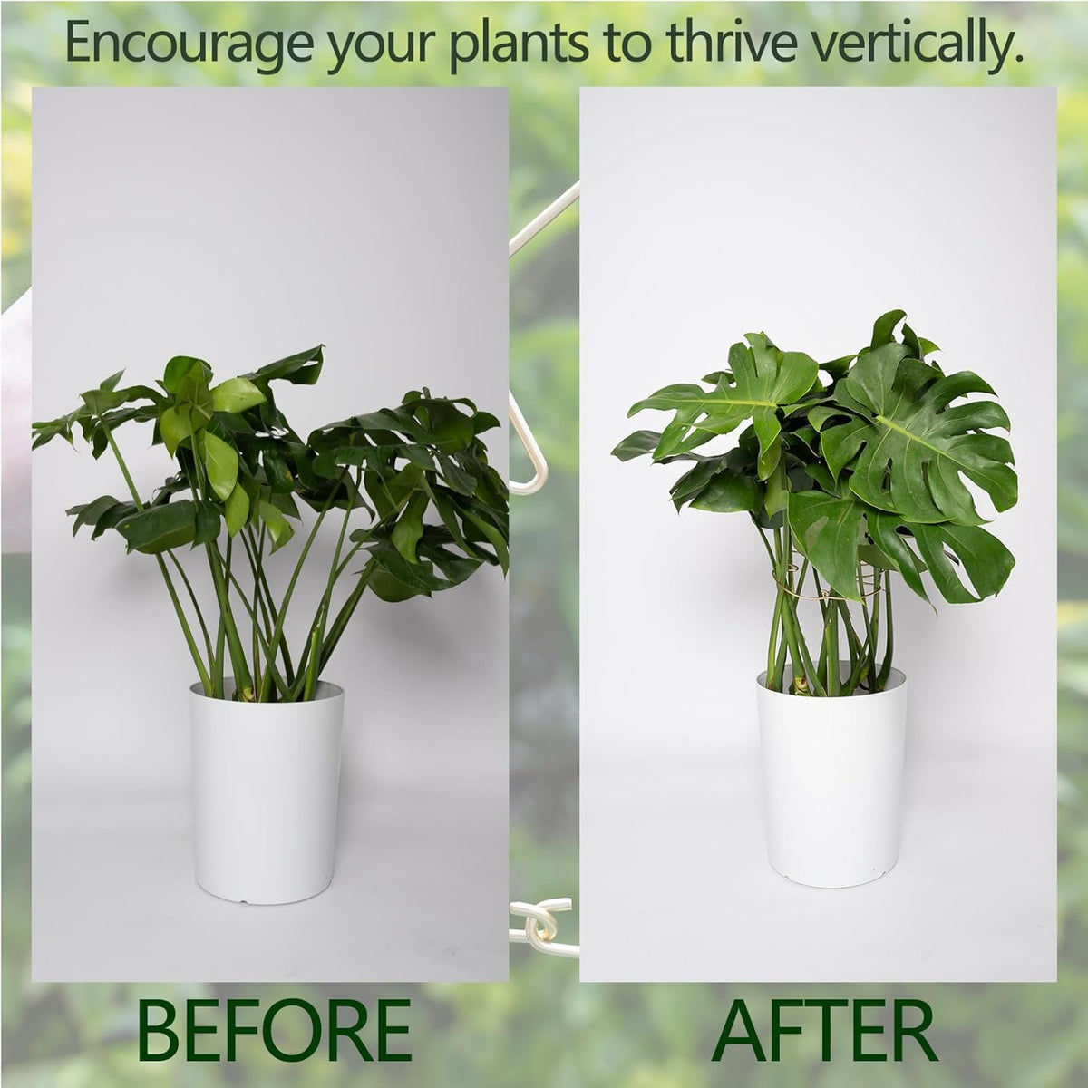 Monstera Plant Support Stem Stabilizer 9 * 7.6 inches- Durable Leaf Holder & Adjustable Stake for