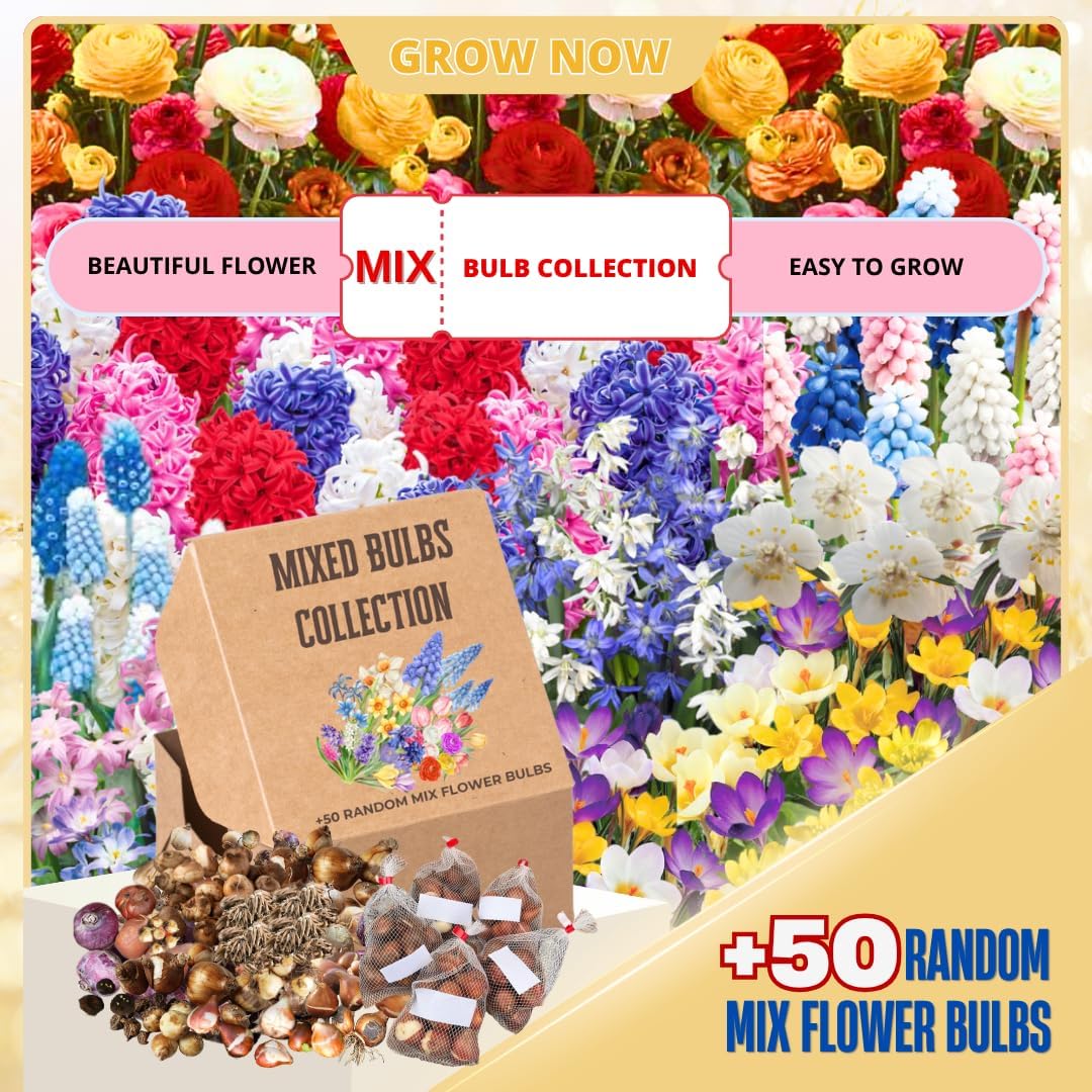 50 Mix Flowers Bulbs for Fall Planting, Perennial Flower Bulbs, Early Spring Flower to Plant