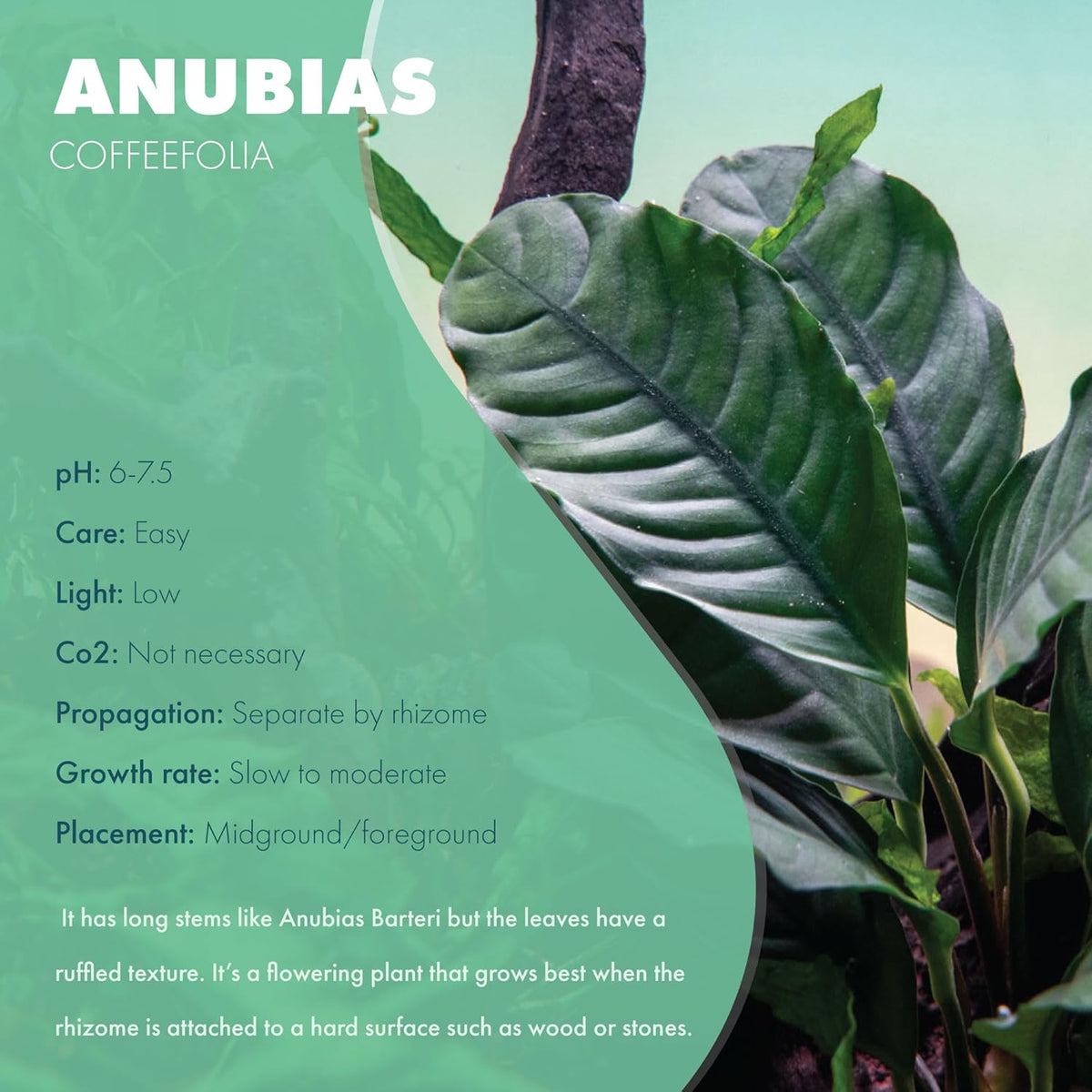 SubstrateSource Anubias Live Aquarium Plants - Potted Freshwater Plant for Fish Tanks, Terrariums