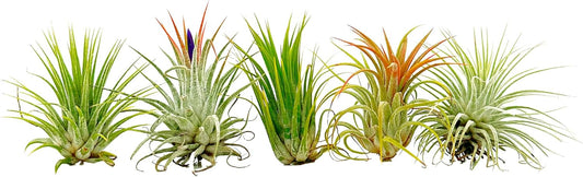 ragnaroc Air Plants - Tillandsia Ionantha Pack, Regular 1-3" - 5ct - Live Arrival Guaranteed