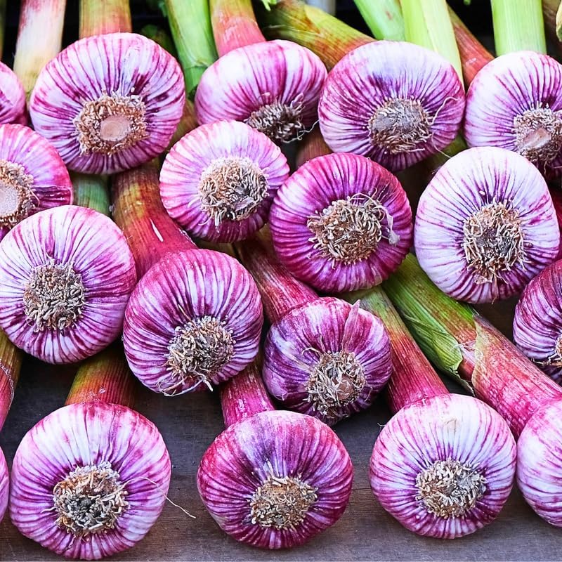 1 Pound Hard Neck Garlic for Planting in Fall, Purple Stripe Garlic Bulb for Planting, Fresh and