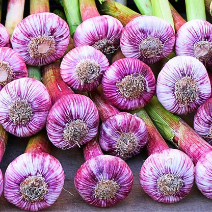 1 Pound Hard Neck Garlic for Planting in Fall, Purple Stripe Garlic Bulb for Planting, Fresh and
