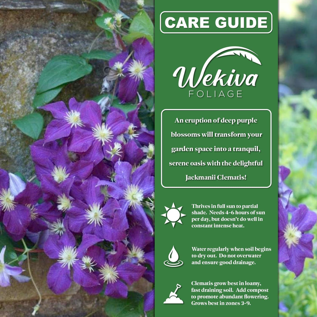 Clematis Jackmanii - 4 Live Starter Plants in 2 Inch Growers Pots - Starter Plants Ready for The