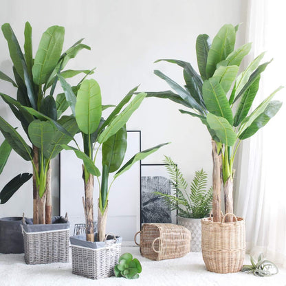 Indoor Banana Tree Ornamental Perennial Non-GMO