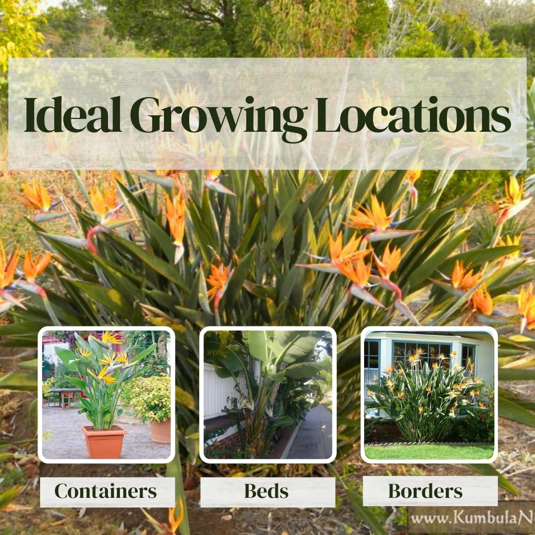 Bird of Paradise Plants Live (4-Pack), Strelitzia Plants with Perennial Orange (2) and White (2)