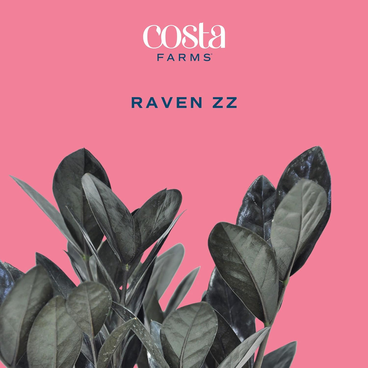 Costa Farms Raven ZZ Live Plant in Self Watering Pot, Easy to Maintain, Air Purifying Indoor