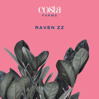 Costa Farms Raven ZZ Live Plant in Self Watering Pot, Easy to Maintain, Air Purifying Indoor