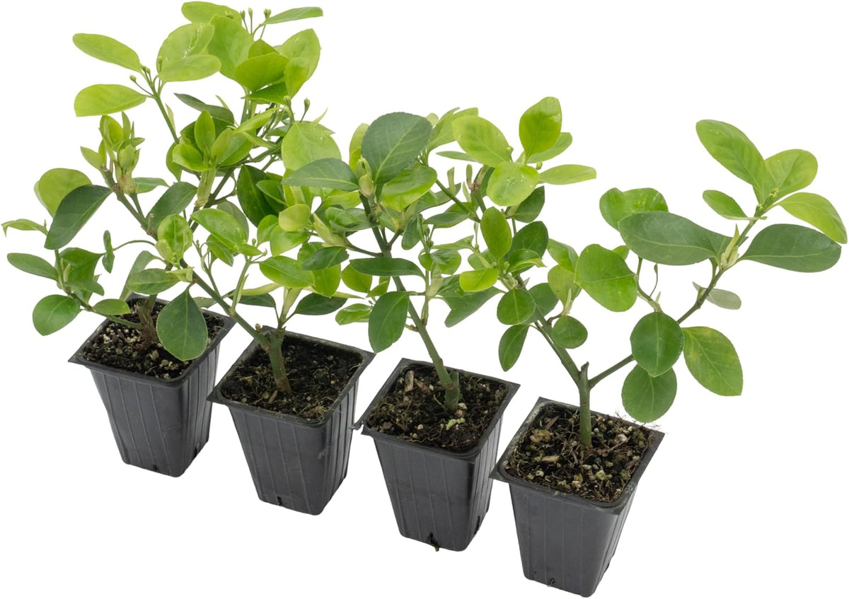 4 Manhattan Euonymus, Live Plants (Euonymus Kiautschovicus ‘Manhattan’) – Evergreen Shrub for