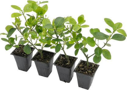 4 Manhattan Euonymus, Live Plants (Euonymus Kiautschovicus ‘Manhattan’) – Evergreen Shrub for