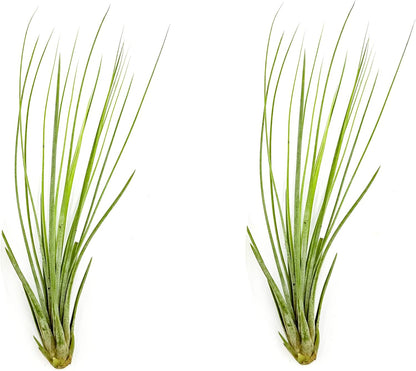 ragnaroc Air Plants - Tillandsia Juncea, Jumbo 8-12" - 2ct - Live Arrival Guaranteed - House Plants