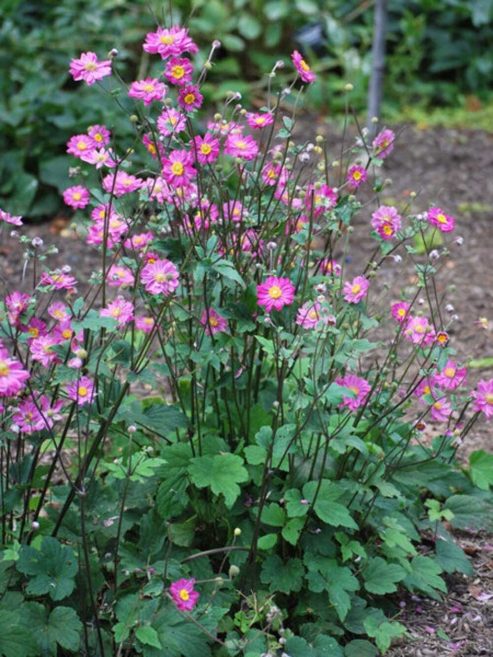 Perennial Farm Anemone x Hybrida 'Pamina' – Live Windflower in #1 Container, Semi-Double Deep