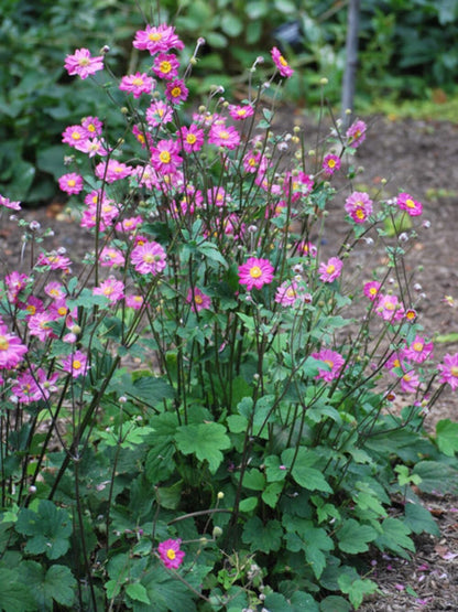 Perennial Farm Anemone x Hybrida 'Pamina' – Live Windflower in #1 Container, Semi-Double Deep