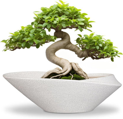 Bonsai Tree Pot - 12 Inch Ceramic Planter with Drainage Hole, Modern Succulent Pots for Indoor &