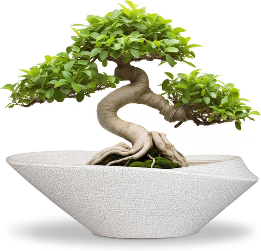 Bonsai Tree Pot - 12 Inch Ceramic Planter with Drainage Hole, Modern Succulent Pots for Indoor &