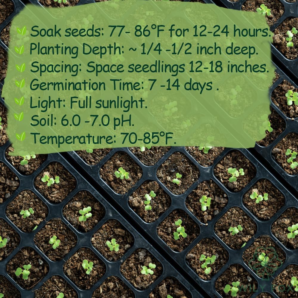 Premium Malabar Spinach Seeds - 100 Heirloom, Non-GMO Seeds for Planting – Easy-to-Grow Climbing