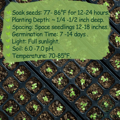 Premium Malabar Spinach Seeds - 100 Heirloom, Non-GMO Seeds for Planting – Easy-to-Grow Climbing