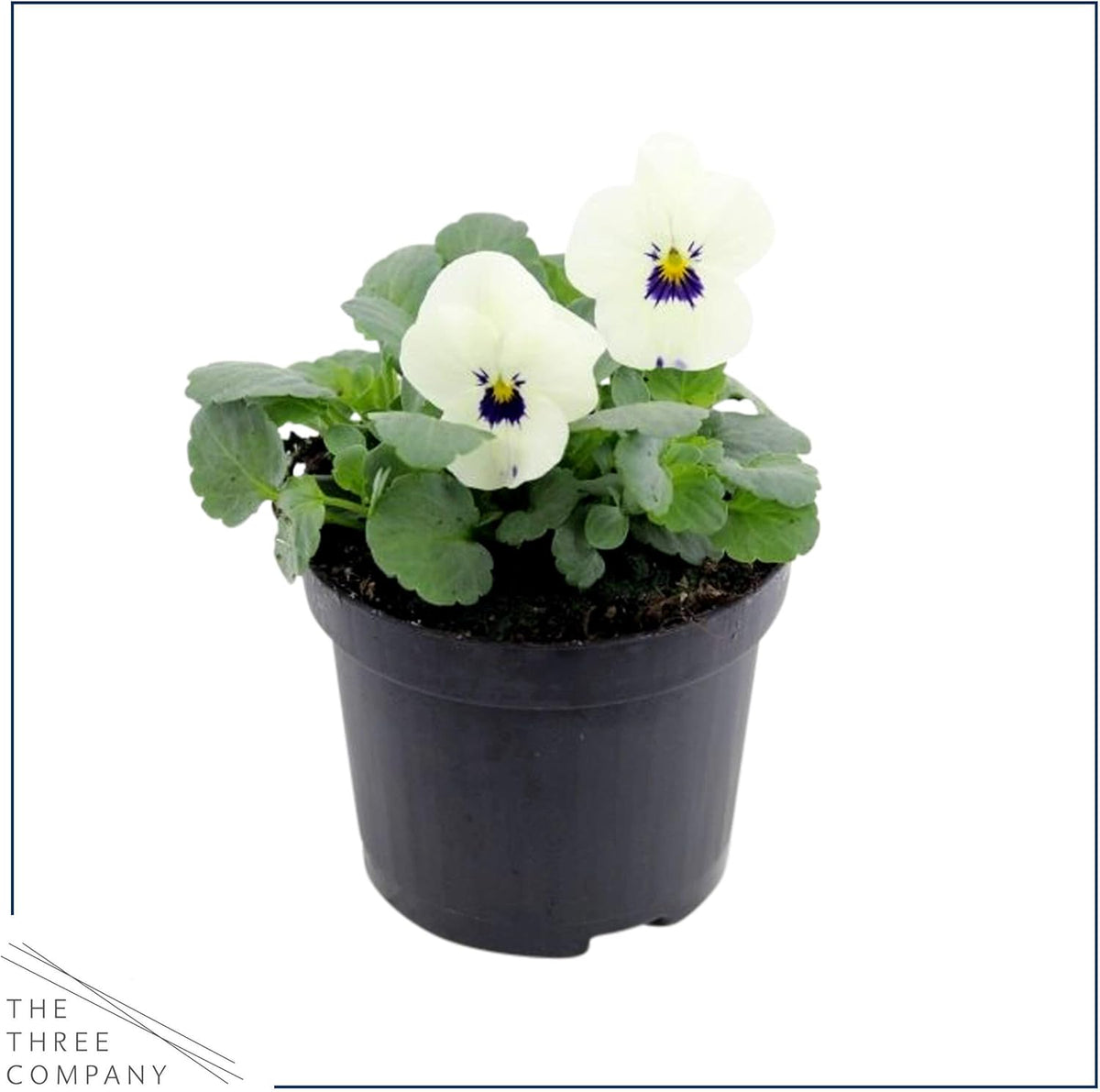 Live Healthy Flowering Pansies - White Blotch (4 Plants Per Pack), Beautiful Fall Color, 6" Tall by