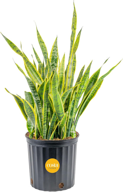 Costa Farms Snake Plant Live Plant | 3-4 Feet Tall Indoor Houseplant | Potted in 12-Inch Planter