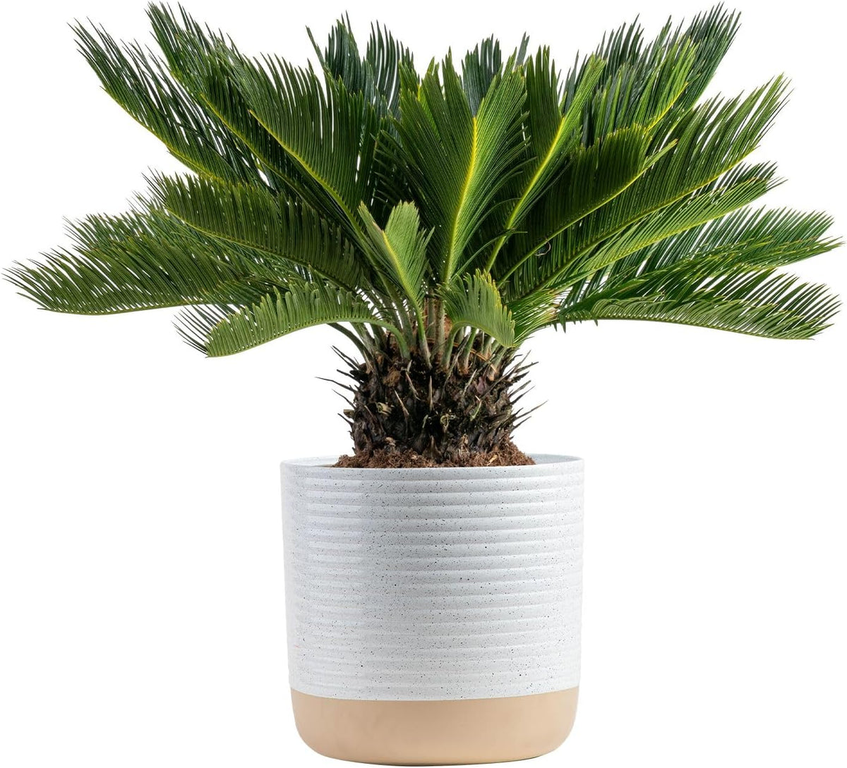 Costa Farms Sago Palm Live Plant | 2-3 Feet Tall | Easy to Grow Live Indoor Houseplant in 10-Inch