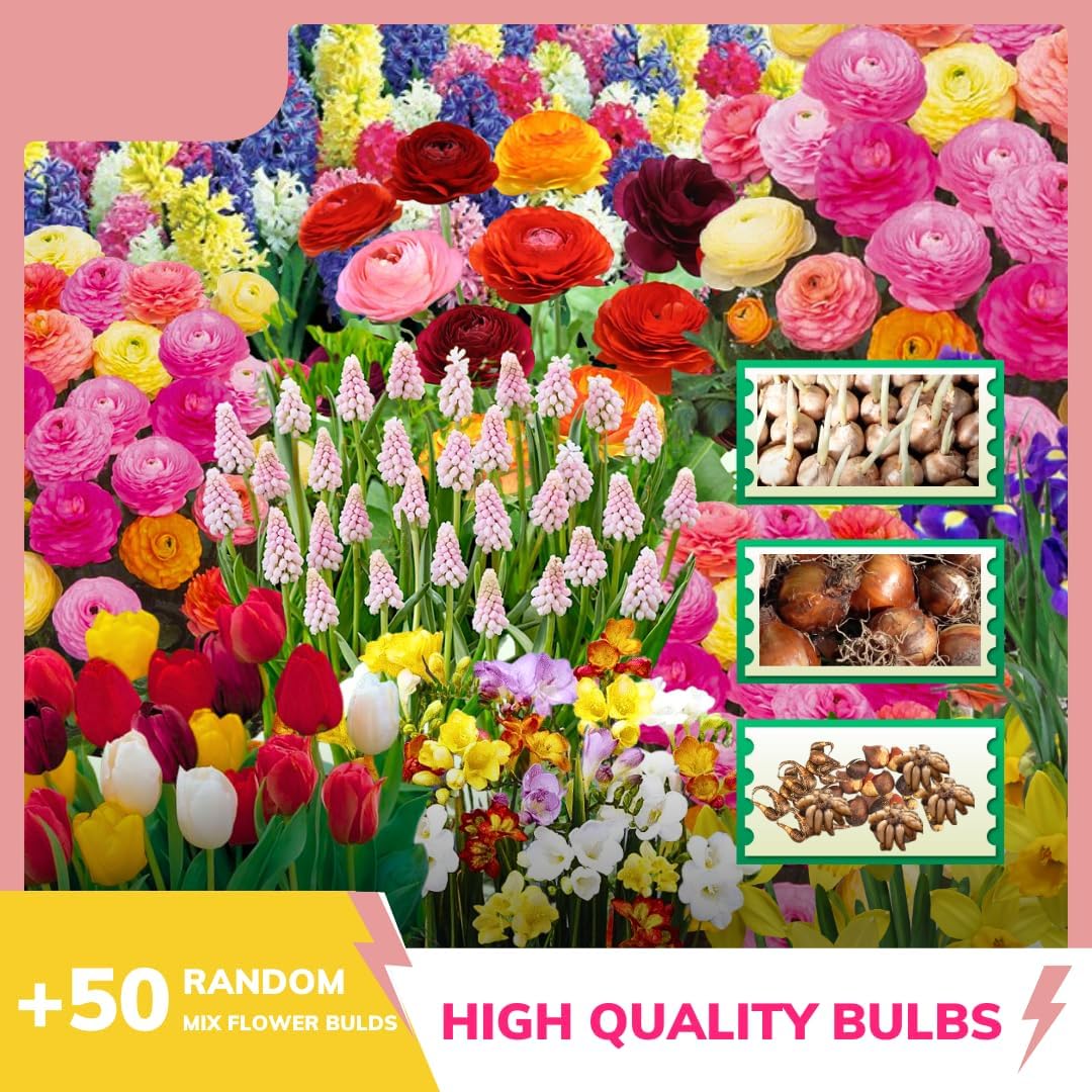 50 Mix Flowers Bulbs for Fall Planting, Perennial Flower Bulbs, Early Spring Flower to Plant