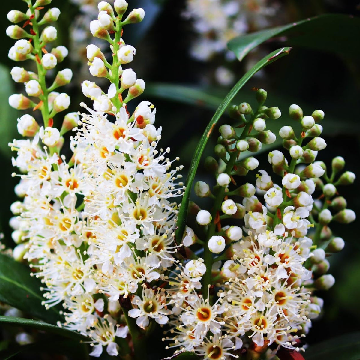 Mediterranean Bay Leaf, Bay Laurel Live Plant. Standard Variety - Laurus Nobilis. Live Plant.