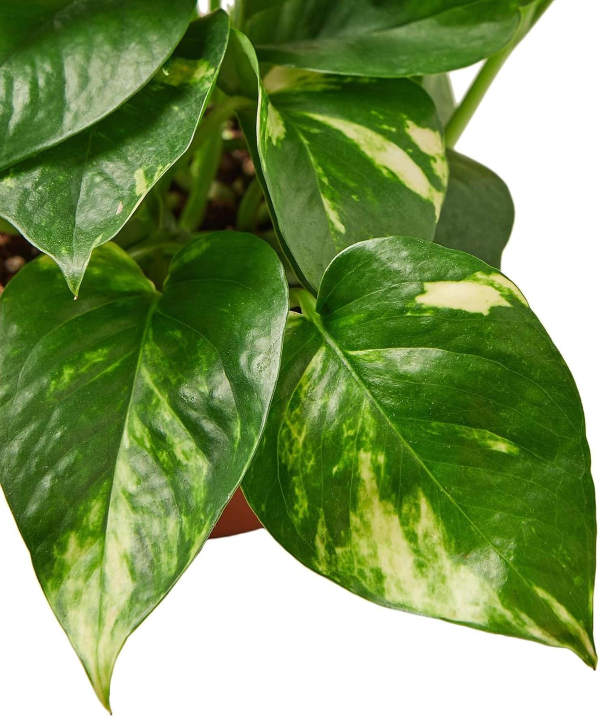 Pothos Golden Live Plant for Indoor | Different Houseplants in 4'' & 6'' Pot | Real House Plant for