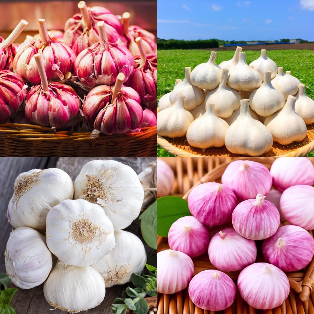 1 Pound Garlic for Planting in Fall Hardneck Softneck, 8-10 Top Size Garlic Bulbs for Planting