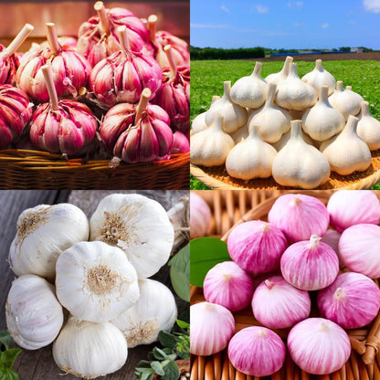 1 Pound Garlic for Planting in Fall Hardneck Softneck, 8-10 Top Size Garlic Bulbs for Planting