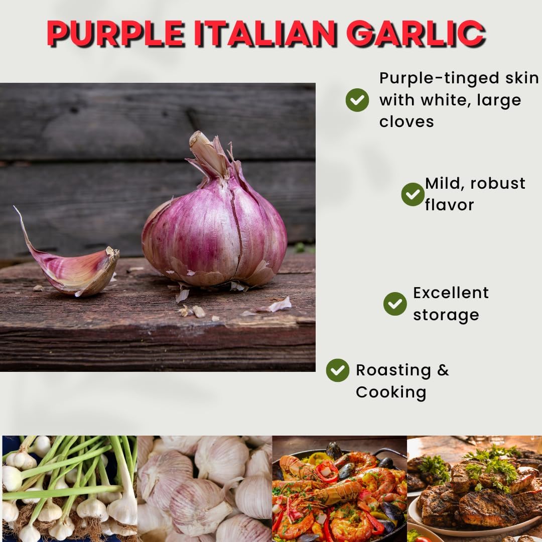 1 Pound Garlic for Planting in Fall Hardneck, 8-10 Purple Garlic Bulbs for Planting, Fresh and High