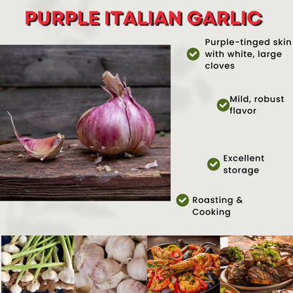1 Pound Garlic for Planting in Fall Hardneck, 8-10 Purple Garlic Bulbs for Planting, Fresh and High