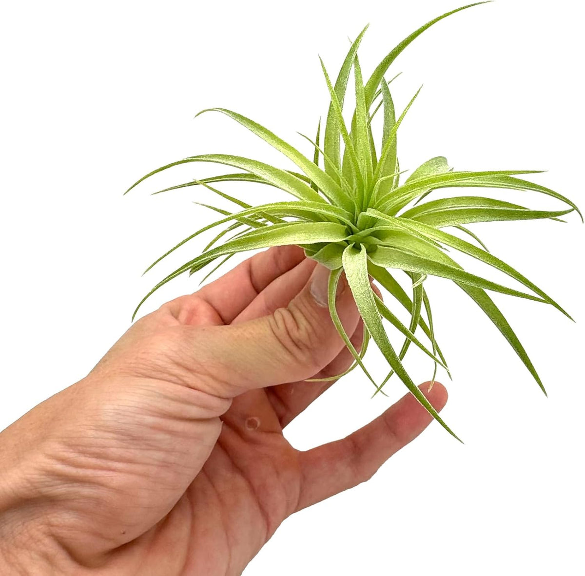 Live Air Plants - Tillandsia Geminiflora 1-3" - 1ct – ragnaroc Live Indoor Plant - Live Arrival