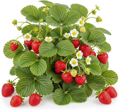 Ozark Beauty Strawberry Plants (5 Live Plants) – Everbearing Variety for Home Gardens – Grow Your