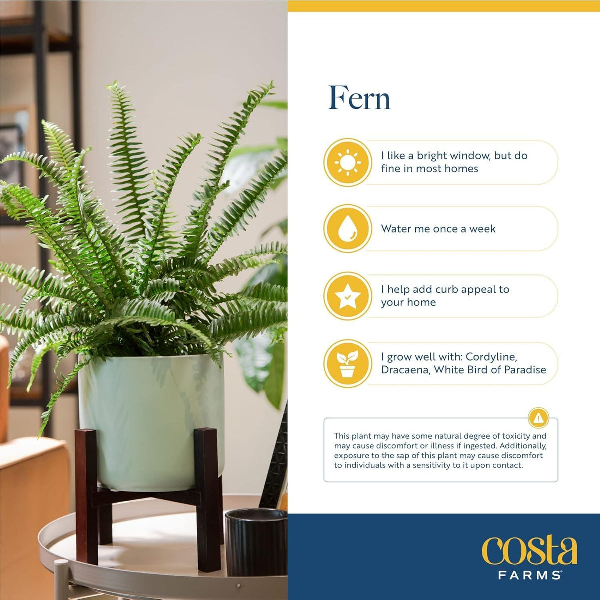 Costa Farms Ferns (2 Pack), Live Premium Boston Fern Plants in Hanging Basket Planters, Houseplants