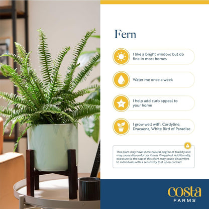 Costa Farms Ferns (2 Pack), Live Premium Boston Fern Plants in Hanging Basket Planters, Houseplants