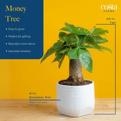 Costa Farms Money Tree, Small Easy to Grow Live Indoor Plant, Live Houseplant in Indoor Plant Pot