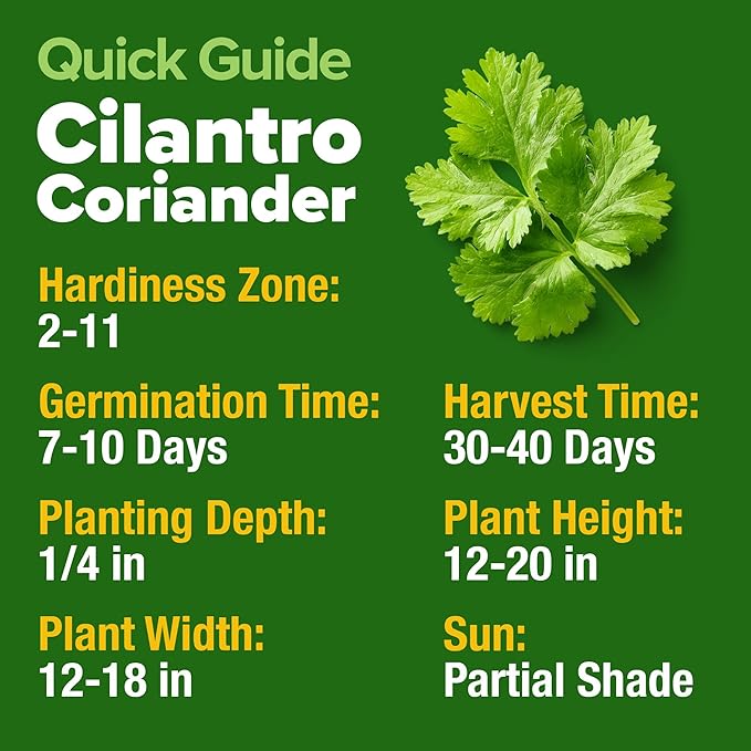 HOME GROWN 𝗨𝗦𝗔 𝗣𝗥𝗘𝗠𝗜𝗨𝗠 500+ Cilantro Seeds for Planting Indoors or Outdoors - Heirloom