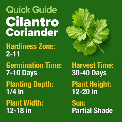HOME GROWN 𝗨𝗦𝗔 𝗣𝗥𝗘𝗠𝗜𝗨𝗠 500+ Cilantro Seeds for Planting Indoors or Outdoors - Heirloom
