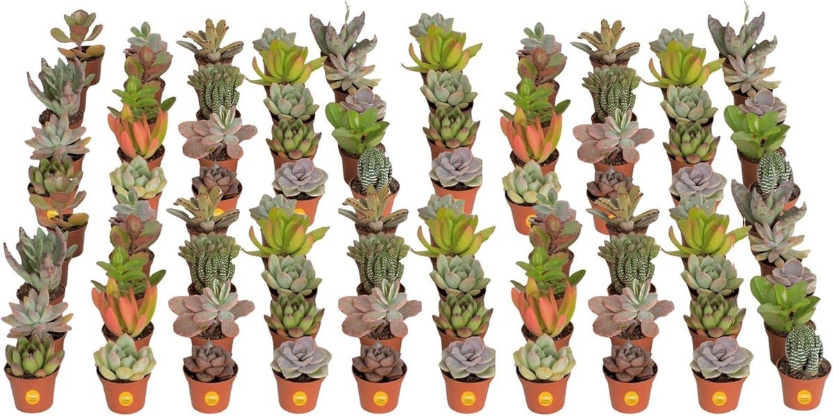 Costa Farms Mini Succulent Live Plants in Plastic Pots, Easy to Maintain Indoor Succulents