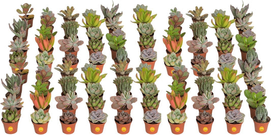 Costa Farms Mini Succulent Live Plants in Plastic Pots, Easy to Maintain Indoor Succulents