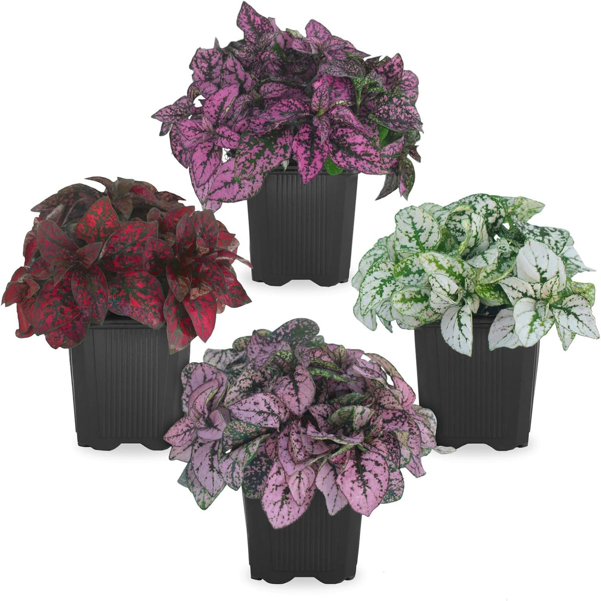 Polka Dot Plant Collection (4-Pack) - Live Houseplants, Small Indoor Plants, Hypoestes (Red, White